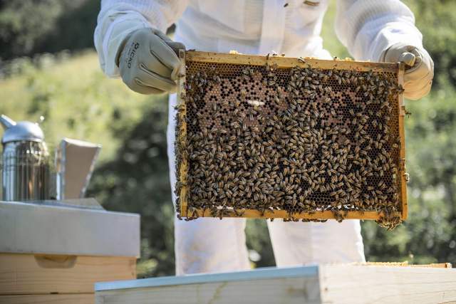 Le miel et les abeilles - Emmanuel Renaut